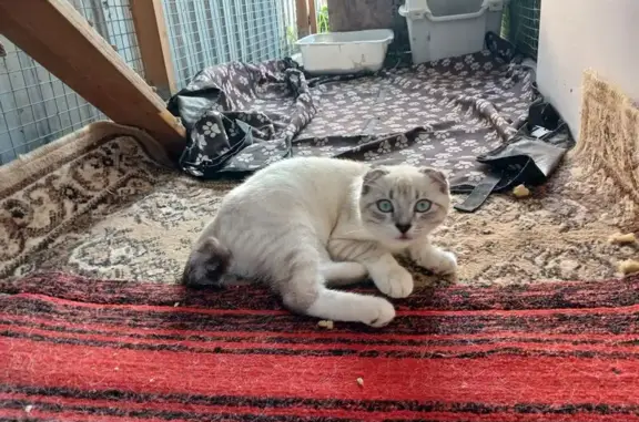 Найдена кошка, , фото: Найдена кошка на ул. Школьной, 20, Рязань