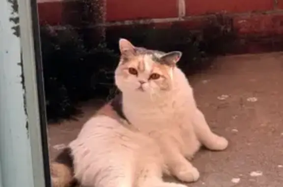 Кошки потеряшки, Череповец, фото: Потеряшка кошка, ул. Раахе, 60, Череповец