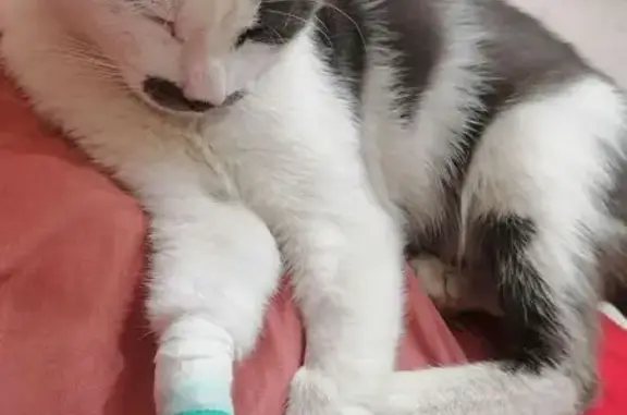 Кошки потеряшки, Симферополь, фото: Потеряшка кошка на ул. Ефремова 7, Симферополь