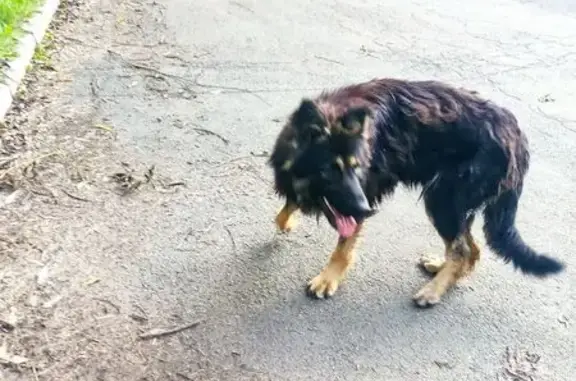 Найдена собака, Челябинск, фото: Найдена собака, Ёлочная ул. 11, Челябинск