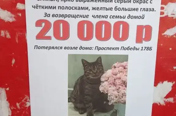 Кошки потеряшки, Казань, фото: Потеряшка кошка, пр-т Победы 178Б, Казань