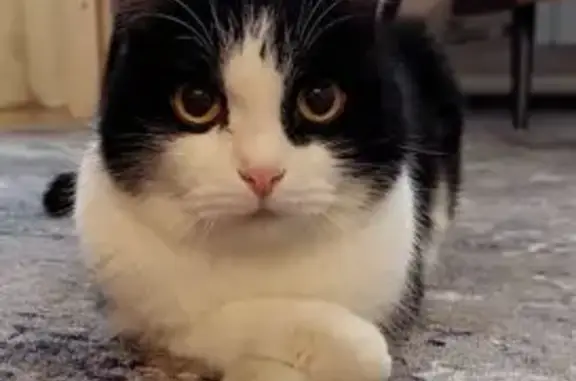 Кошки потеряшки, Гончаровское сельское поселение, фото: Потеряшка кошка, 41К-084, 3, Гончарово