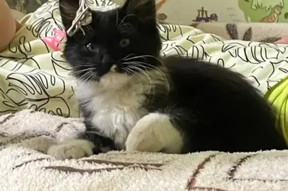 Найдена кошка, Киров, фото: Котенок найден: ул. Новостройка, 4, Киров