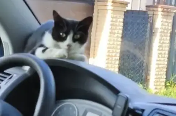 Кошка найдена: Галерный пр., 3, СПб