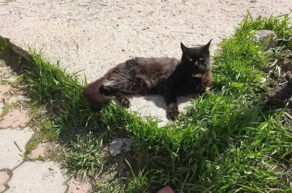 Пропал кот, 8-я линия, 157, Виллозское