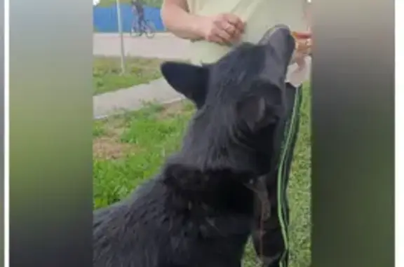 Найденные животные Камышлов, фото: Собака найдена: ул. Ленина, 30, Камышлов