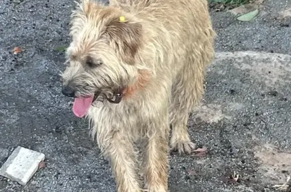 Светло-персиковая собака найдена, Заводская 14