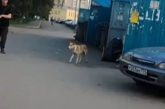 Собака найдена, Копейск, Коммунистический 27