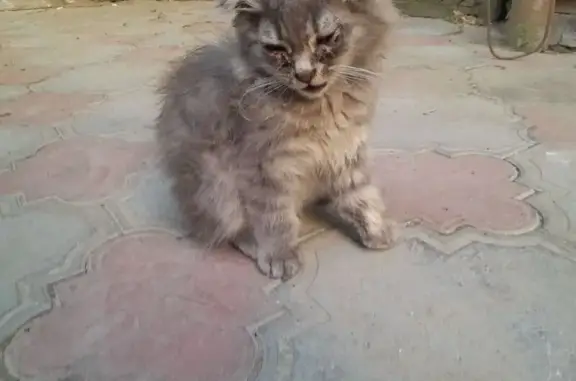 Кошки потеряшки, Кизляр, фото: Потеряшка кошка, Грозненская ул., Кизляр
