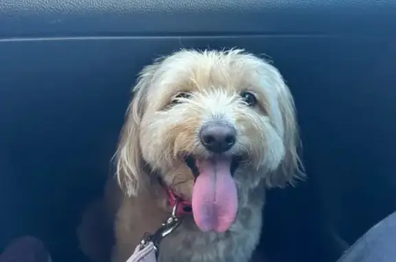 Собака найдена: Куликовская ул, 6, Москва