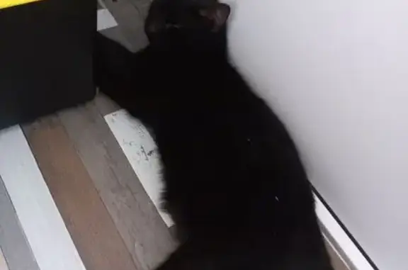 Найденные животные Петрозаводск, фото: Чёрная кошка найдена на Лисицыной, 21