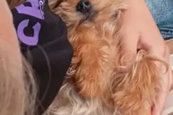 Пропала собака: Островского, 95, Прим-Ахтарск