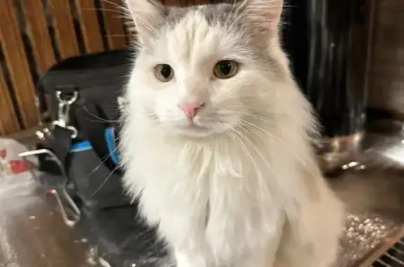 Кошки потеряшки, Казань, фото: Потеряшка кот Коксик, ул. Краснококшайская, Казань