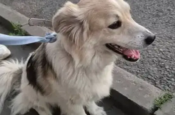 Найдена собака, Воронеж, фото: Собака найдена, пр. Революции 7, Воронеж