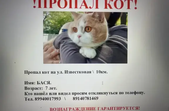 Кошки потеряшки, Дальнегорск, фото: Потеряшка кошка, Известковая 50, Дальнегорск