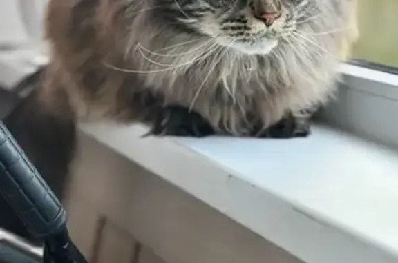 Кошки потеряшки, Череповец, фото: Потеряшка кошка, ул. Батюшкова, 4