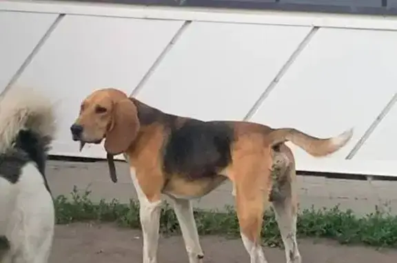 Агрессивная собака найдена на Алмазной 51в