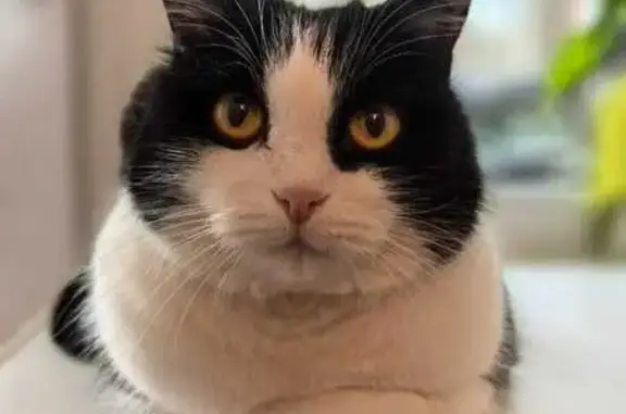 Кошки потеряшки, Гончаровское сельское поселение, фото: Потеряшка кошка, Гончаровское СП, 41К-084