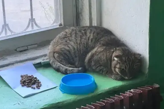 Кошка найдена: пл. Мира, 1, Липецк