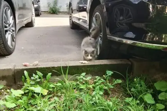 Найдена кошка, Москва, фото: Кошка найдена: Мироновская ул., 9, Москва