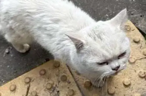 Найдена кошка, Подольск, фото: Найдена белая кошка, Парковая 40, Подольск