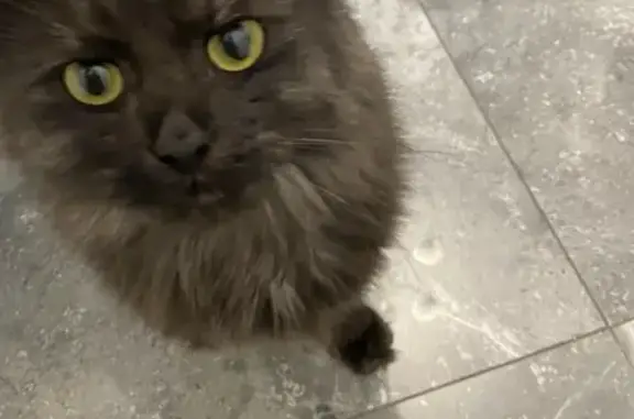 Кошка найдена: ул. Емельянова, 242В к2