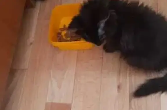 Котёнок найден: ул. Сурикова, 63/2, Екб