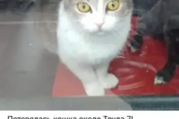 Кошки потеряшки, , фото: Потеряшка кошка: ул. Труда, 7, Внуково