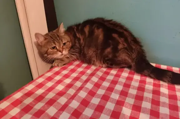 Британские кошки найдены на Димитрова, 38