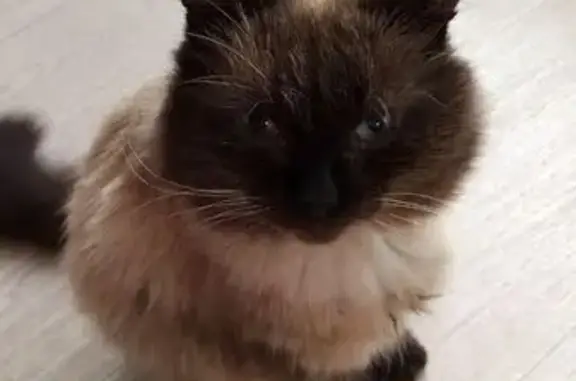 Пропал сиамский кот, Тимирязевское