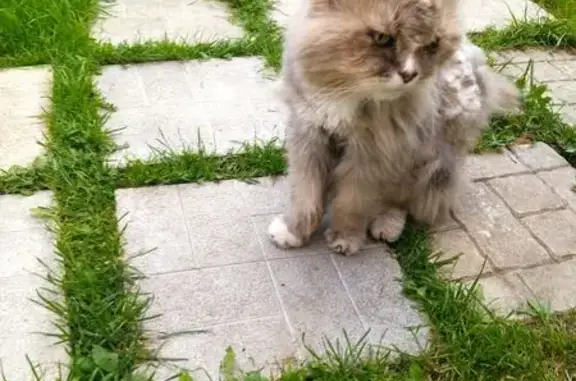 Кошка найдена: Советская ул., 44, Покров