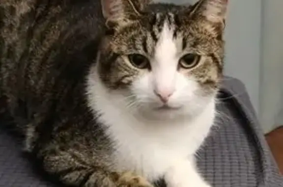 Пропала кошка, Поляново, 66К-12;66Н-0250