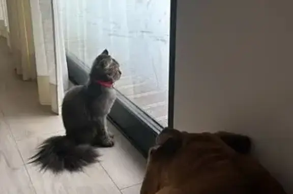 Кошки потеряшки, Рощино, фото: Потеряшка кот Кекс, ул. Кирова, 4, Рощино