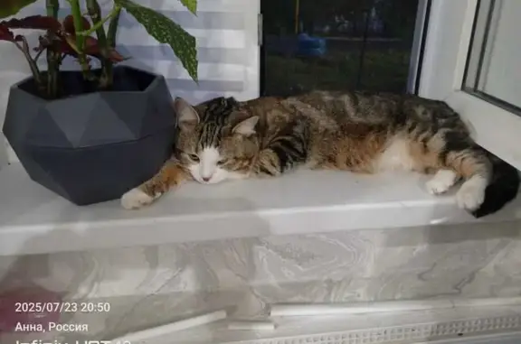 Пропала кошка, ул. Красный Октябрь