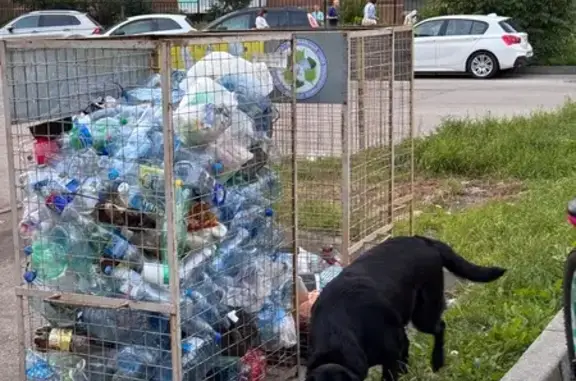 Собака найдена на ул. Дадаева, Калининград