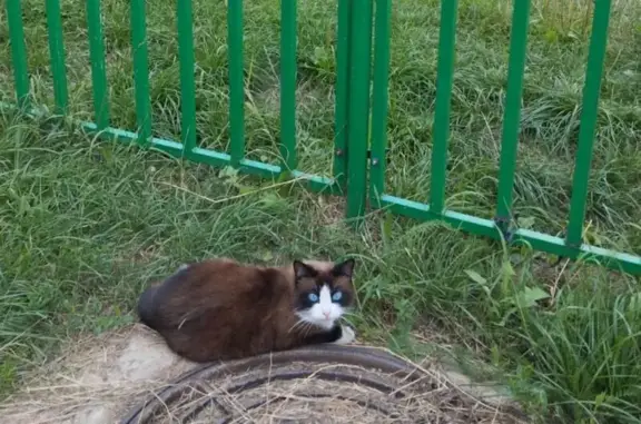 Найдена кошка, Чебоксары, фото: Кошка найдена на Короленко, 18, Чебоксары
