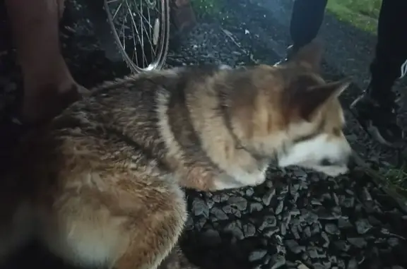 Собака найдена: Ленинский проспект, Йошкар-Ола