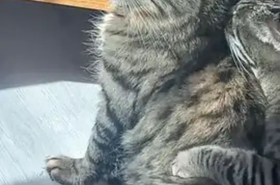 Кошка пропала: Ствольная ул., 17, Тула
