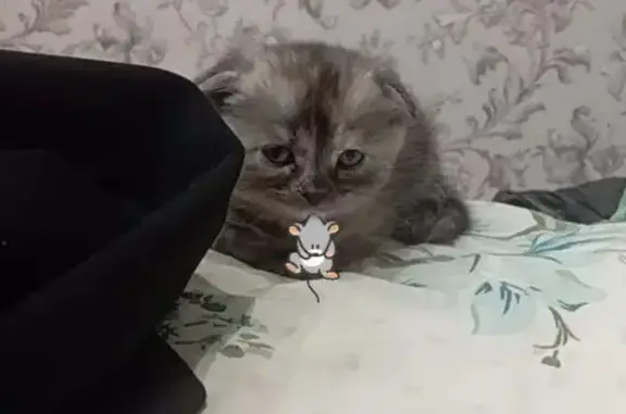 Пропала кошка, Стрежевой, 4