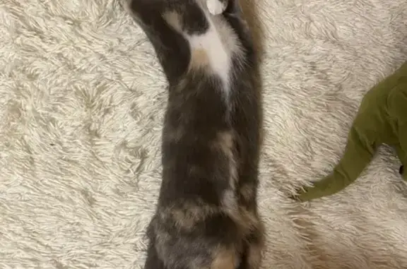 Пропала кошка, МО, 46Н-12915