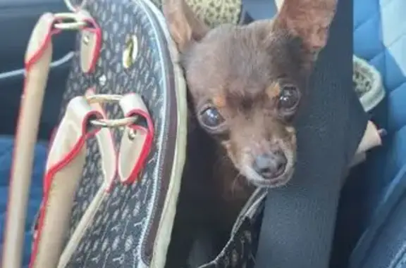 Найдена собака, Обухово, фото: Той-терьер найден: 71, Обухово