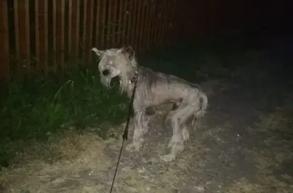 Найдена собака, , фото: Найдена собака в Кировской области