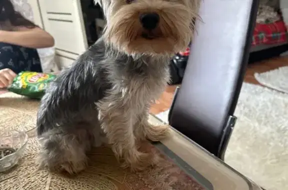 Собаки потеряшки, , фото: Потеряшка собака, Коммунистическая, Тольятти