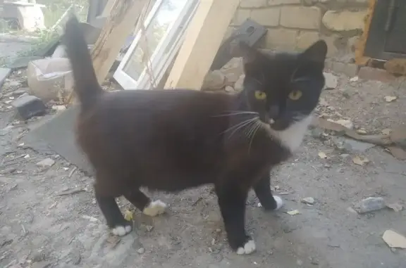 Пропала кошка, Орёл, Орловская обл.