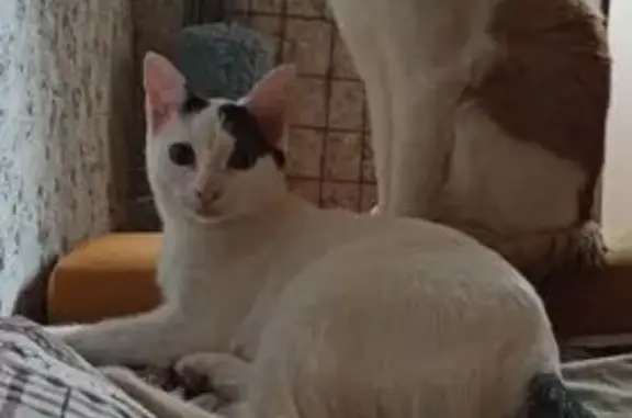 Пропали котики, Жирновская 13, Волгоград