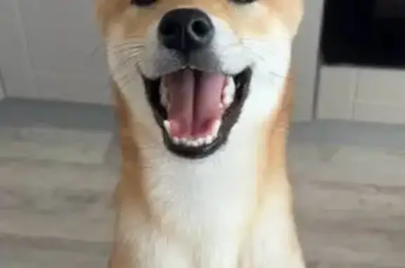 Собаки потеряшки, Тюмень, фото: Потеряшка собака на Парфёнова, 26, Тюмень