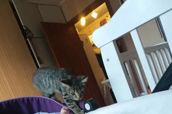 Кошки потеряшки, , фото: Потеряшка кошка, Революционная 11, Тольятти