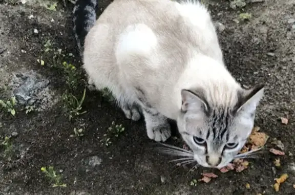 Найдена кошка, Мурманск, фото: Кошка найдена на ул. Старостина, 49, Мурманск