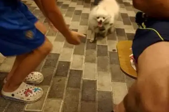 Собаки потеряшки, Ставрополь, фото: Потеряшка собака, ул. Южный Обход, Ставрополь