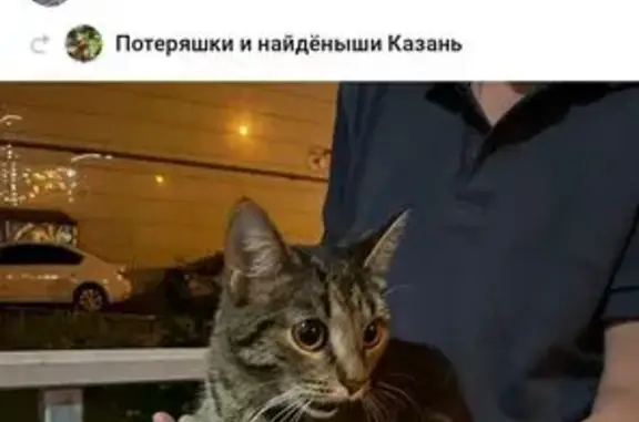 Кошка найдена: Казань, Татарстан